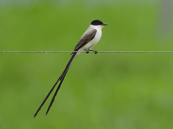 <h3><a href="/trips/costa-rica/biota/animalia/chordata/aves/040 passeriformes/011 tyrannidae/tyrannus savana/tyrannus savana-nl.html">Tyrannus&nbsp;savana</a> / Fork‑tailed&nbsp;flycatcher / Vorkstaartkoningstiran</h3>OM-1 met OLYMPUS M.150-400mm F4.5 TC, 1/2000 sec  bij F5.6, ISO 2500